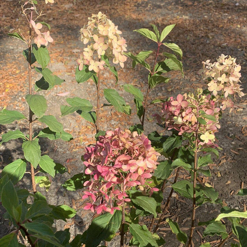 Proven Winners® Limelight Prime® Hydrangea - Shipped