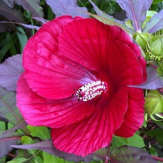 Midnight Marvel Red Leaf Hibiscus - Shipped
