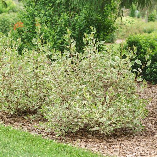 Cornus alba 'Verpaalen2' PP34,377  - Sgt. Pepper™ Dogwood - Shipped