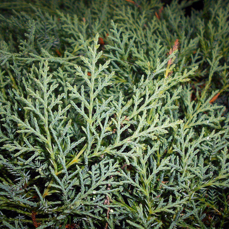 Grey Owl Juniper - Shipped