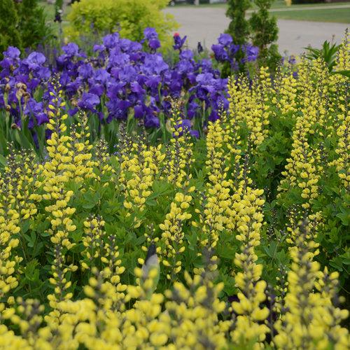 Decadence® Lemon Meringue Baptisia - Shipped