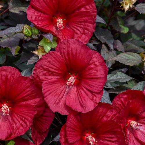 Summerific® Holy Grail Hibiscus - Shipped