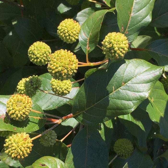 Cephalanthus occidentalis 'Kolmoon'  - Magical® Moonlight Buttonbush - Shipped