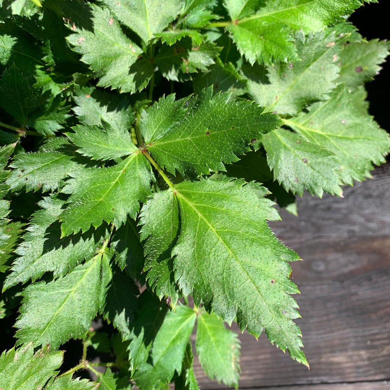 Visions Chinese Astilbe, False Goat's Beard - Shipped