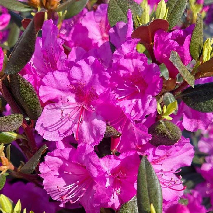 Rhododendron x 'NCRX2'  - Black Hat® Rhododendron - Shipped