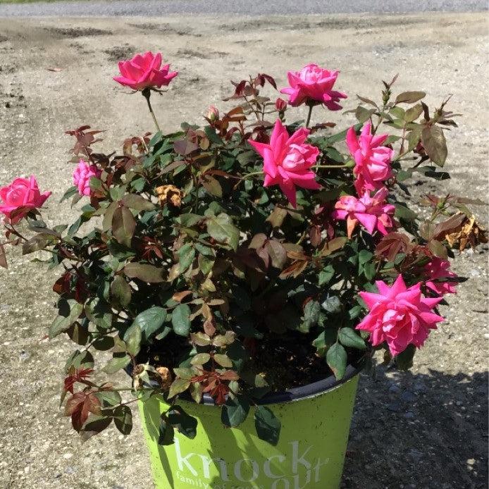 Double Pink Knock Out® Rose - Shipped