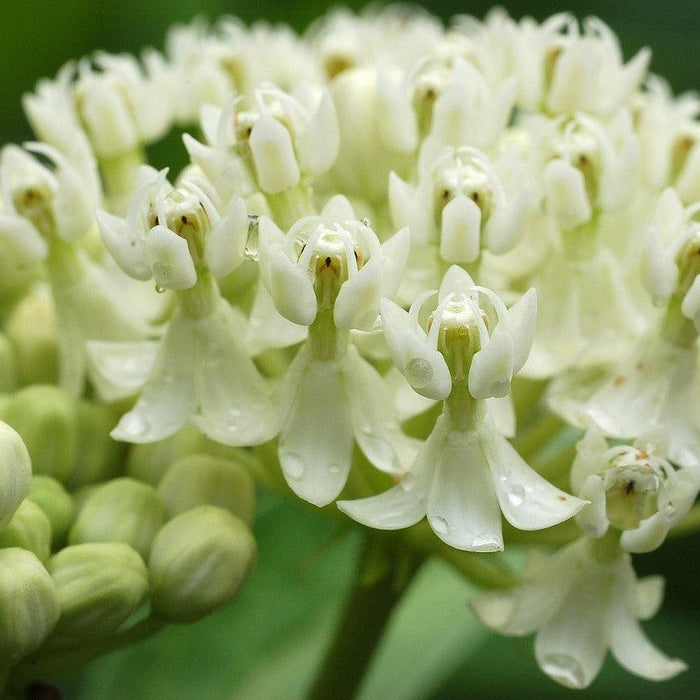 Asclepias incarnata 'Ice Ballet'  - Ice Ballet Swamp Milkweed - Shipped