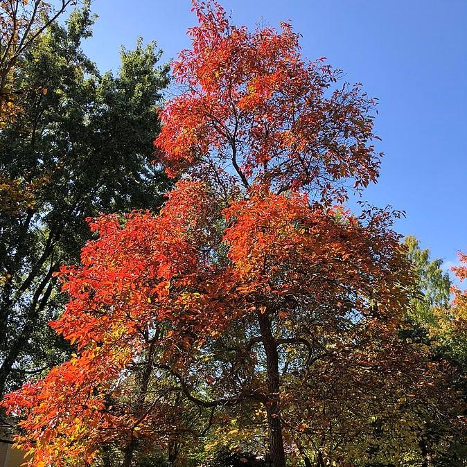 Sassafras albidum  - Sassafras - Shipped