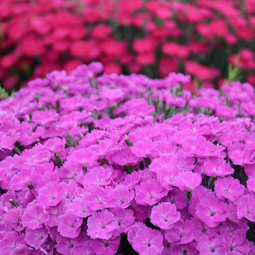 Paint the Town Fuchsia Dianthus - Shipped