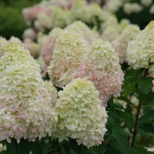 Proven Winners® Limelight Prime® Hydrangea - Shipped