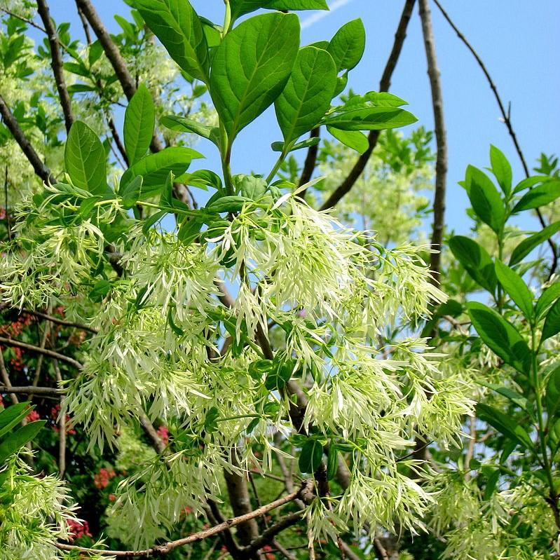 White Fringe Tree - Shipped