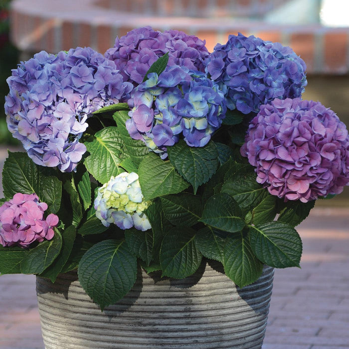 LA Dreamin'® Hydrangea - Shipped