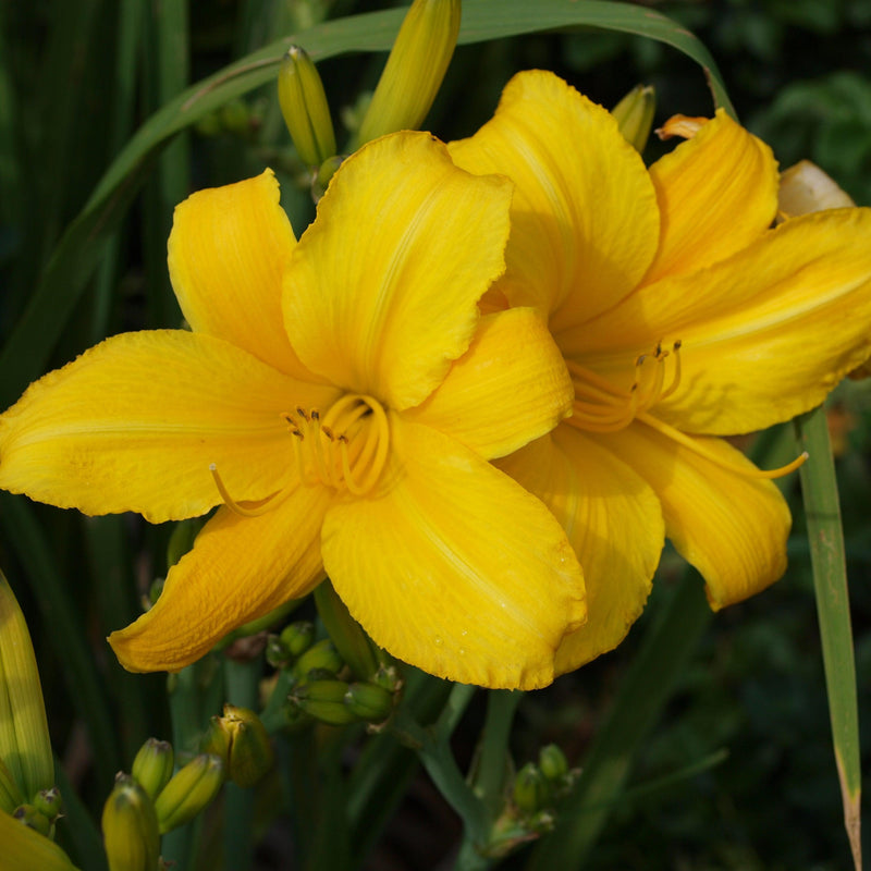 Buttered Popcorn Daylily - Shipped
