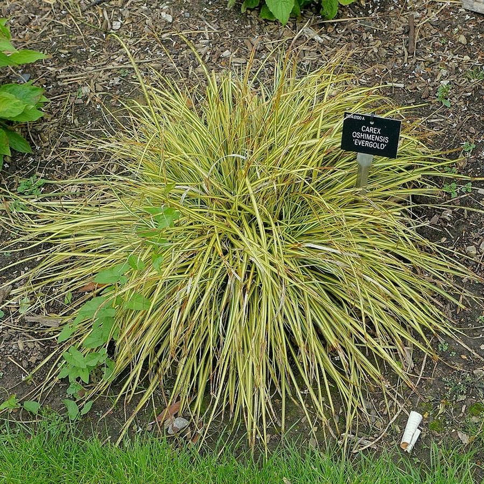 Carex oshimensis 'Evergold'  - Evergold Variegated Sedge - Shipped