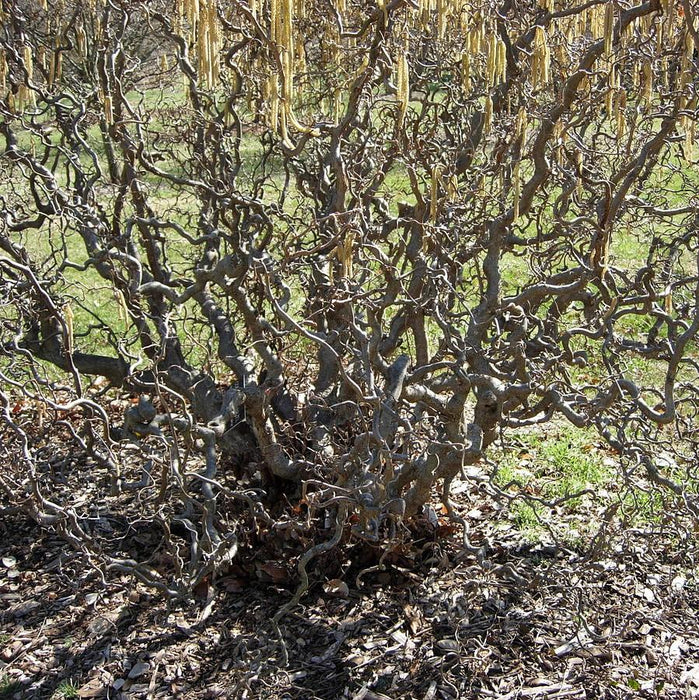 Corylus avellana 'Contorta'  - Contorted Filbert, Harry Lauder’s Walking Stick - Shipped
