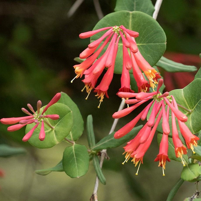 Major Wheeler Coral Honeysuckle - Shipped