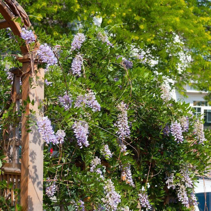 Wisteria macrostachys 'Betty Mathews'  - First Editions® Summer Cascade™ Wisteria - Shipped