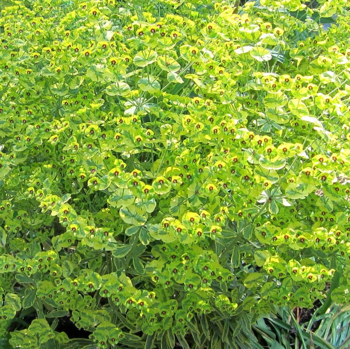 Euphorbia x martinii 'Ascot Rainbow'  - Ascot Rainbow Spurge - Shipped