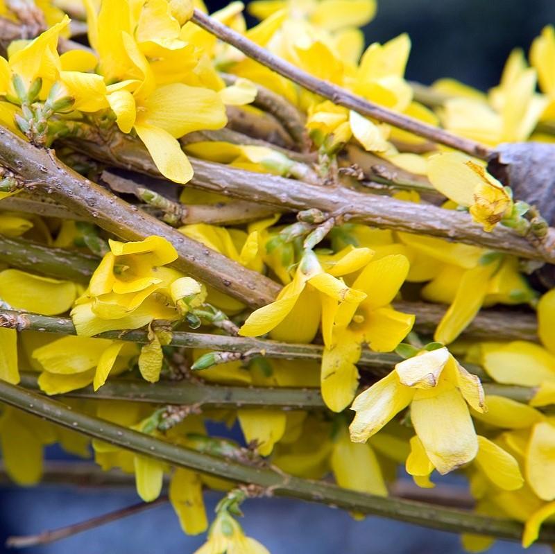 Lynwood Gold Forsythia - Shipped