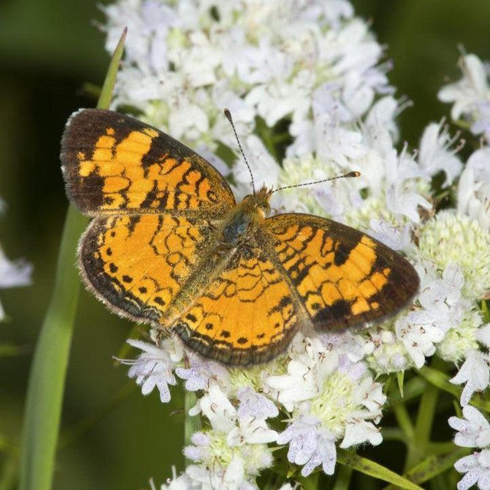 Pycnanthemum tenuifolium  - Slender Mountainmint - Shipped