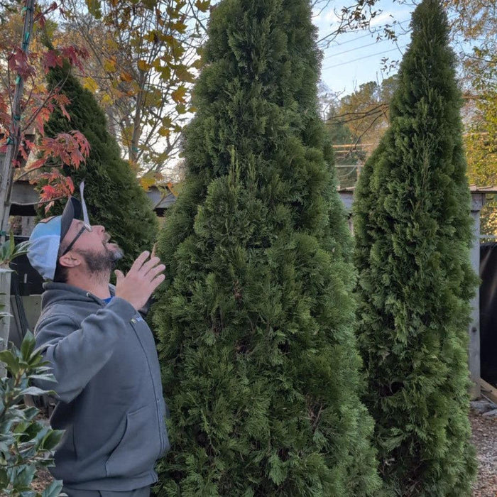 Thuja occidentalis 'Smaragd'  - Emerald Green Arborvitae - Shipped