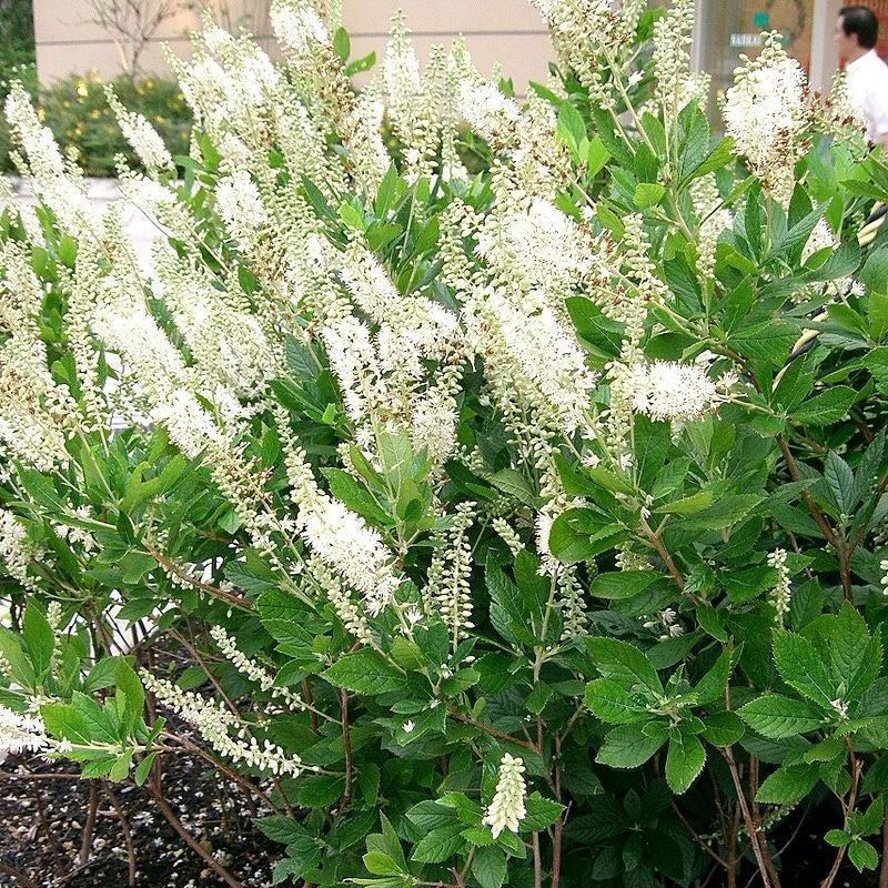 Summersweet, Sweet Pepperbush - Shipped