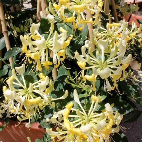 Scentsation Honeysuckle - Shipped