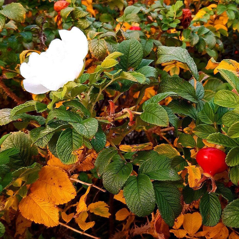 White Rugosa Rose - Shipped