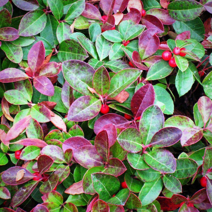 Gaultheria procumbens