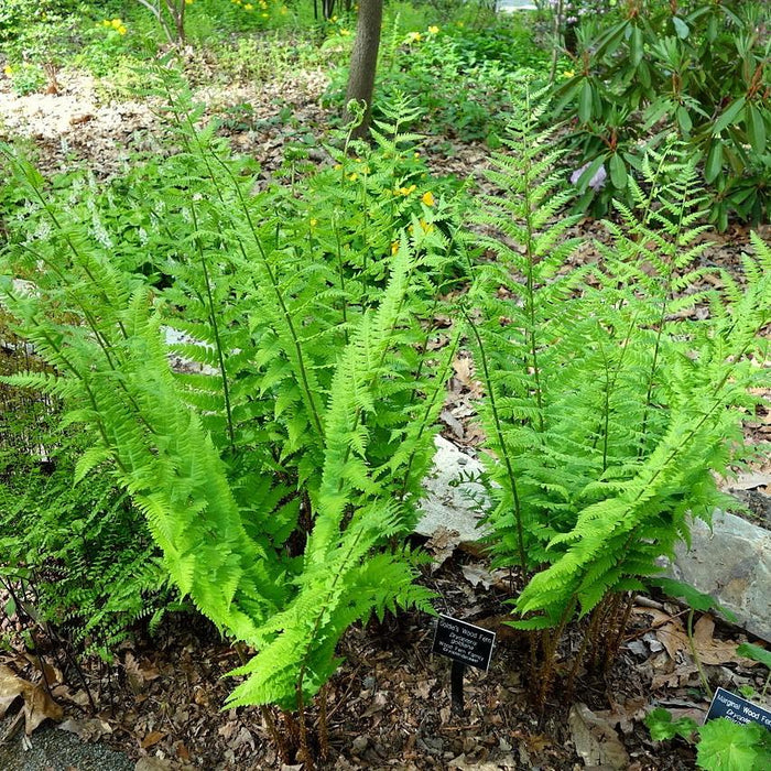 Dryopteris goldiana  - Goldie’s Shield Fern, Giant Wood Fern - Shipped