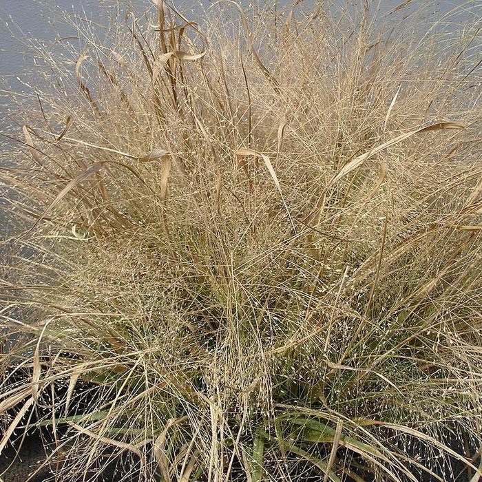 Eragrostis spectabilis  - Purple Lovegrass - Shipped