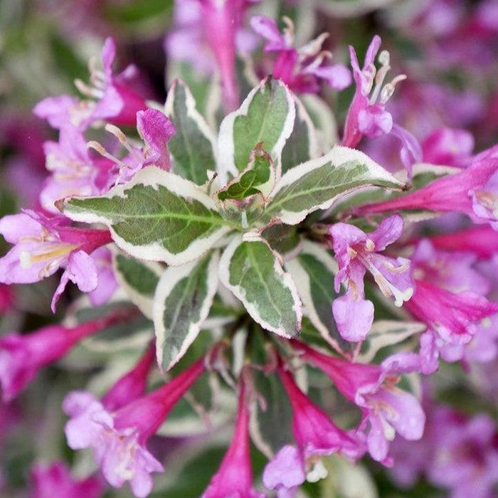 Weigela florida 'Verweig8' PP 30,064  - My Monet Purple Effect® Weigela - Shipped