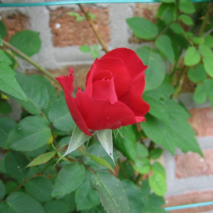 Rosa 'RADramblin'  - First Editions® Ramblin' Red® Rose - Shipped