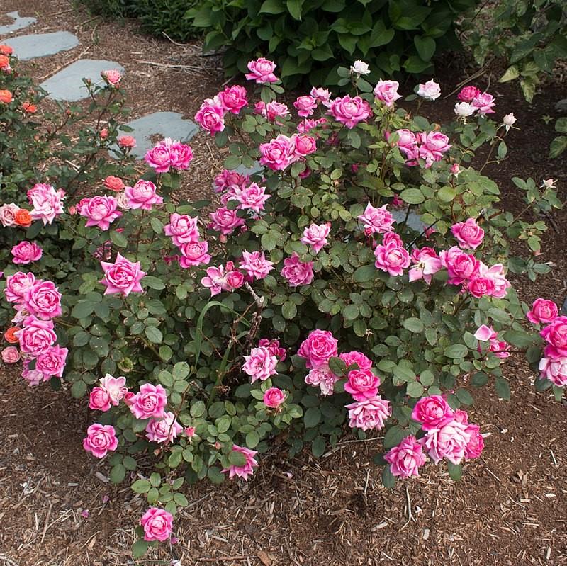 Double Pink Knock Out® Rose - Shipped