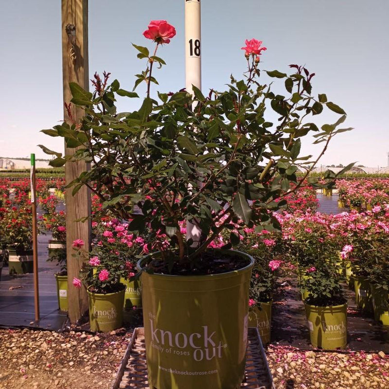 Pink Knock Out® Rose - Shipped