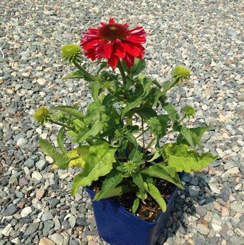 Echinacea x 'Balsomsed' PP23105  - Sombrero® Salsa Red Coneflower - Shipped