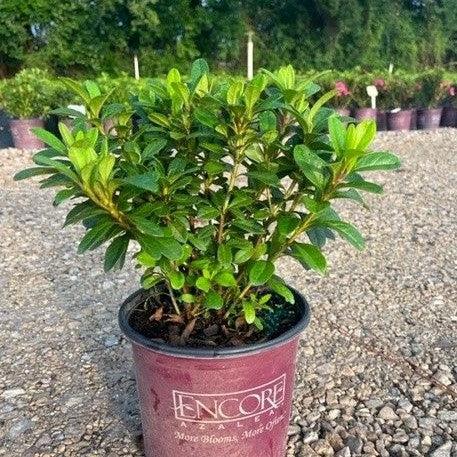 Rhododendron ‘Robleze’  - Encore® Autumn Starburst™ Azalea - Shipped