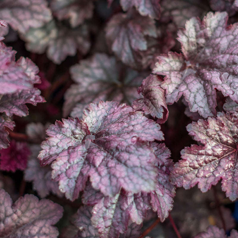 Plum Pudding Coral Bells, Heuchera - Shipped