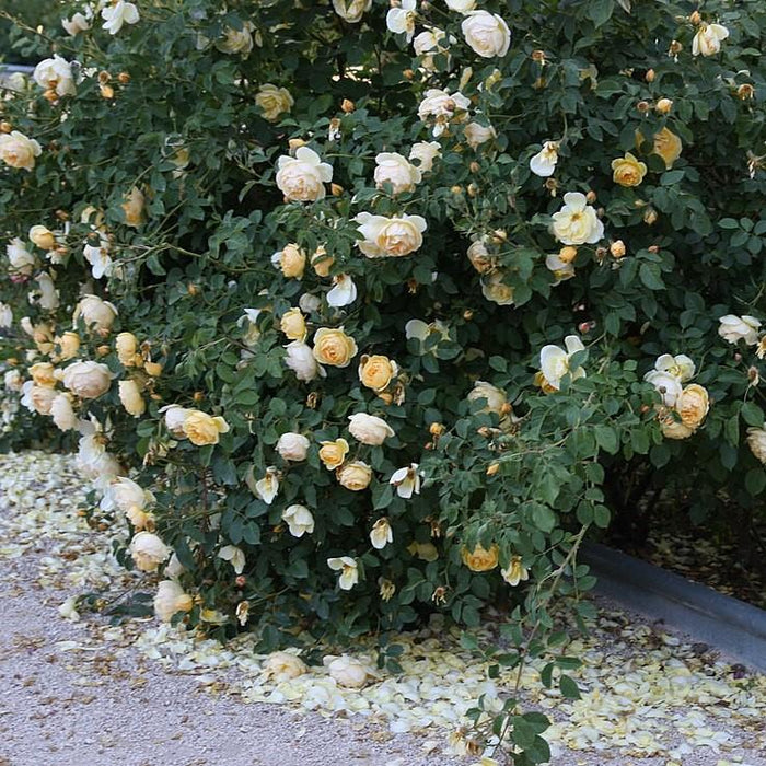 Rosa 'Novarospop' PP#24,773  - Popcorn Drift® Rose - Shipped
