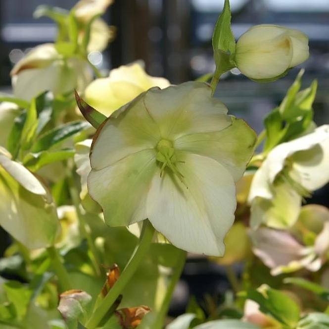 Royal Heritage™ Strain Lenten Rose - Shipped