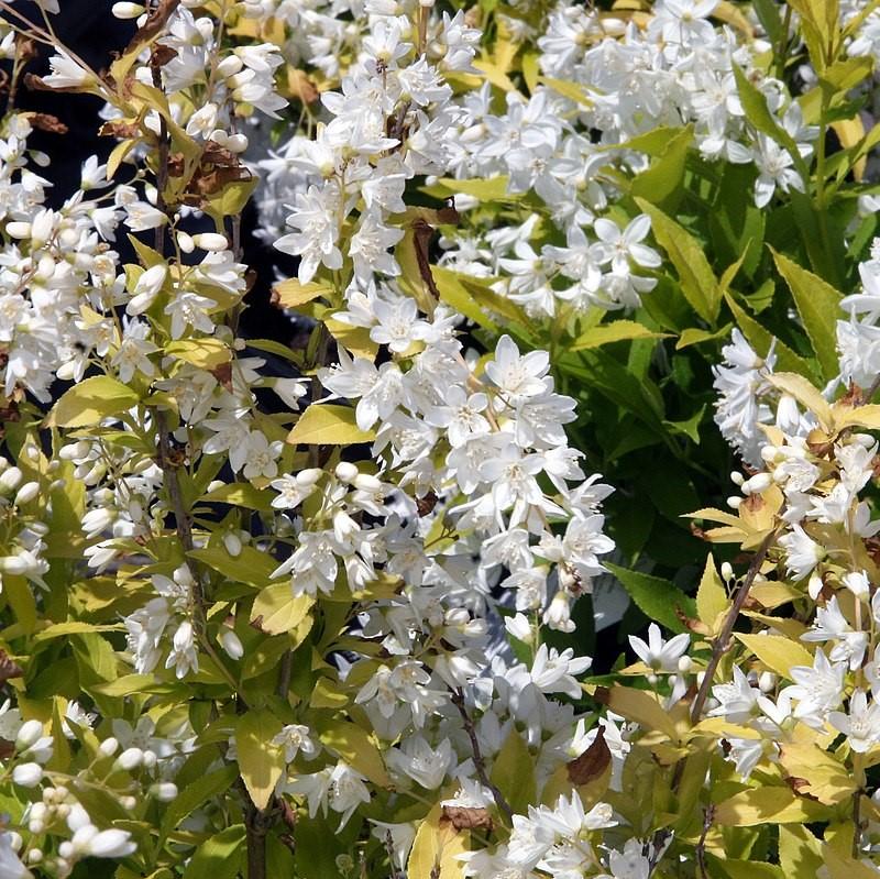Chardonnay Pearls® Deutzia - Shipped