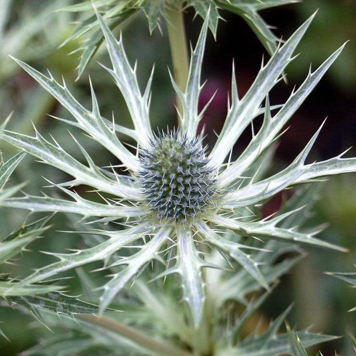 Eryngium x zabelii 'Big Blue'  - Big Blue Sea Holly - Shipped