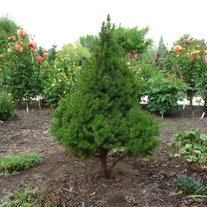 Picea glauca 'Conica'  - Dwarf Alberta Spruce - Shipped