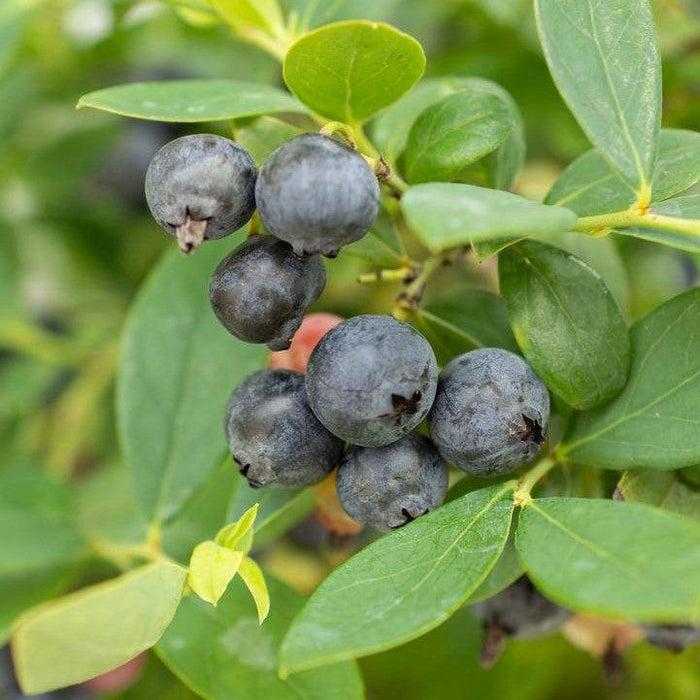 Vaccinium corymbosum hybrid 'FC12-029'  - Bushel and Berry® Sapphire Cascade Blueberry - Shipped