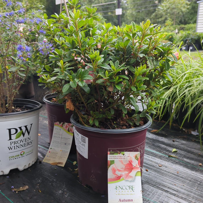 Rhododendron ‘Robleze’  - Encore® Autumn Starburst™ Azalea - Shipped