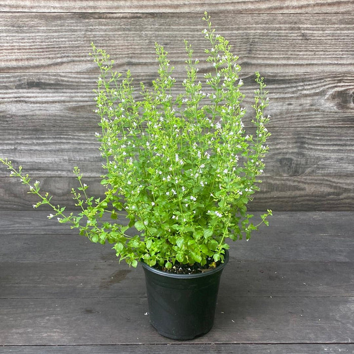 Calamintha nepeta spp. nepeta  - Lesser Calamint - Shipped