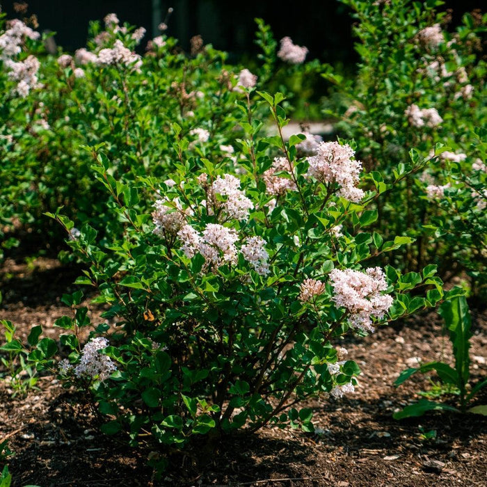 Syringa meyeri 'JDB123WHITEHOUSE'  - Bloomin' Easy® Pearl Potion™ Korean Lilac - Shipped