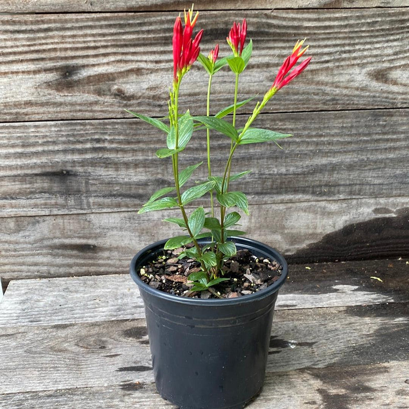 Little Redhead Indian Pink - Shipped