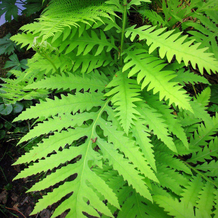 Onoclea sensibilis  - Sensitive Fern - Shipped
