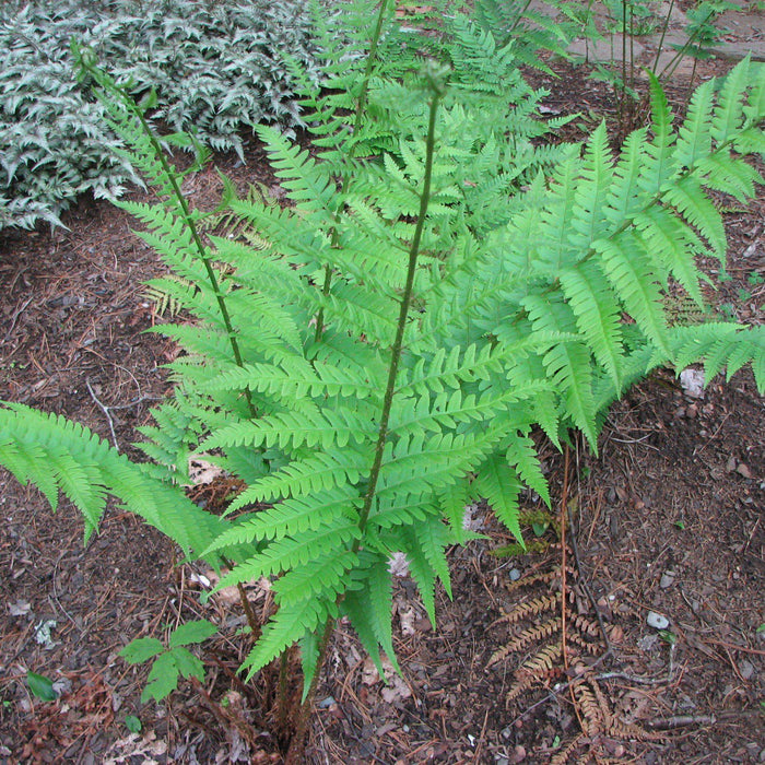 Dryopteris x australis  - Dixie Wood Fern - Shipped